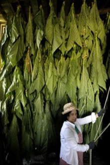 Classificació del tabac a partir del 10 d'abril