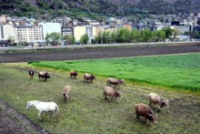 El PS vol que les noves activitats ramaderes paguin el 50% de la taxa