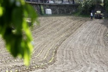 La producció de tabac creix un 3% però està lluny del nivell dels 90