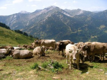 Iniciat el procés d'ampliació del Parc Natural de l'Alt Pirineu