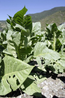 La calamarsa malmet bona part de la collita de les parròquies altes