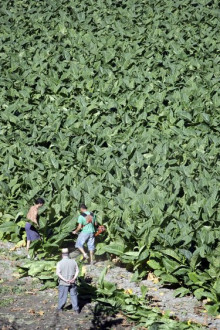 Els pèrits autoritzen la destrucció del 18% de la collita de tabac