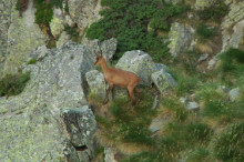 La setmana de l'isard es tanca amb 79 captures