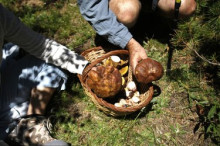 Les pluges asseguren l'èxit del curs sobre bolets del Serrat