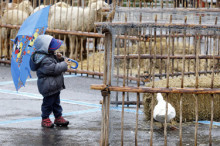 Bestiar enfosquit per la pluja