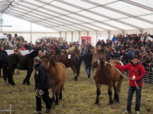 Tercer concurs comarcal de cavall pirinenc català a la Seu