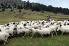 Agricultura es compromet a controlar la fauna salvatge per reduir els danys 