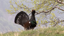 El gall del bosc i el seu entorn, sagrats