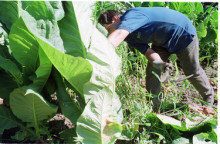 La ramaderia i l'agricultura continuen sent molt fràgils