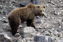 El parc d'animals de Naturlàndia obre les portes com a 'revulsiu econòmic' 