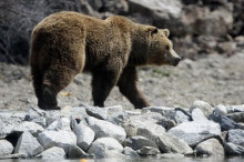 El parc d'animals contribuirà a la desestacionalització del turisme 