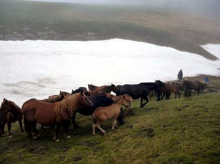 El mal temps i la neu retarden la pujada de ramats