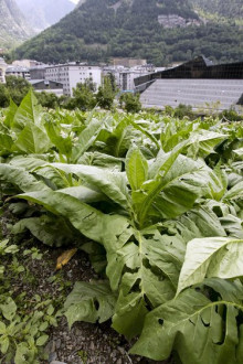 Més de mig milió de plantes de tabac estan afectades per les pedregades