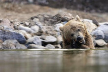 Canons per a la neu, animals per al parc