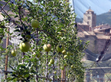 La Poma de Muntanya neix amb l'objectiu de produir mil tones l'any