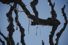 Brudieu sense llums de Nadal en podar-les amb els arbres