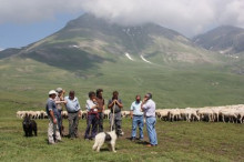 Agricultura protegeix els ramats d’oví al parc de l’Alt Pirineu