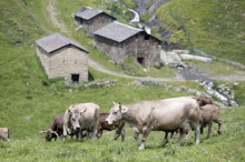 La Seu tindrà aquest any un centre de testatge de la raça bruna