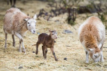 NATURLÀNDIA - Neix la primera cria de mufló