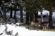 Naturlàndia amplia el seu parc després de rescatar cérvols i daines