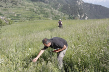 Una iniciativa pionera valora la diversitat de flora del Pirineu