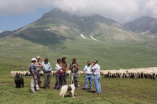 Agricultura torna a agrupar els ramats per evitar atacs d'ós bru