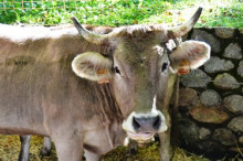 Vic acollirà el primer Mercat de Raça Bruna del Pirineu 