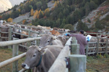 Els ramaders de Canillo sanegen els caps de bestiar
