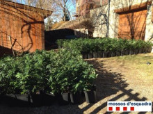 Detinguts tres homes per cultivar 426 plantes de marihuana a Urtx