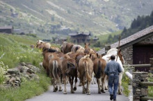 Segell de control i garantia, ara també per a la carn dels pollins