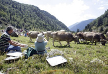 La cabana ramadera s'estabilitza al juny amb 5.367 caps de bestiar
