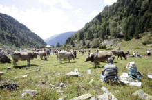 Els 5.367 caps de bestiar estabilitzen la cabana ramadera 