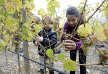 Borda Sabaté acaba la verema del seu vi d'alçada ecològic