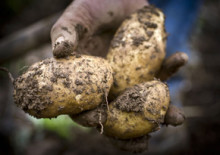 La societat Sabors i Aromes posa en marxa un pla de producció i comercialització de trumfes