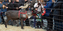 El comú de la capital justifica la presència d’animals al Poblet de Nadal