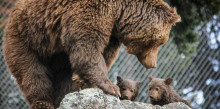 El primer naixement d’óssos bruns a Naturlandia