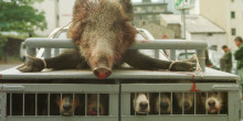 Detectats quatre casos de triquinosi en porcs senglars