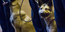Un gos de la policia d’Andorra mossega un Mosso d’Esquadra
