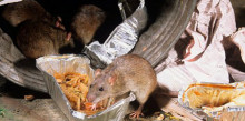 Les rates surten a menjar-se la brossa