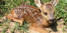 Tocar una cria de cabirol la condemna a mort