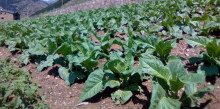 La calamarsa malmet les plantacions de tabac del país