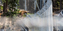 La Policia deté l’exguarda del parc d’animals per abatre l’os Torb