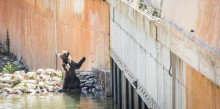 El Govern no es posiciona sobre la mort de l’os de Naturlandia