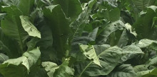 La darrera tempesta deixa les plantes de tabac inservibles