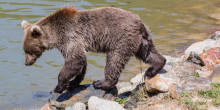 Apapma reitera que cal tancar definitivament el parc de Naturlandia 