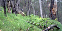 Confirmada la presència d’un llop a l’Alt Pirineu