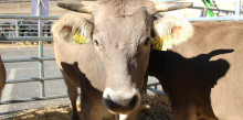 Els ramaders informen sobre la carn de qualitat