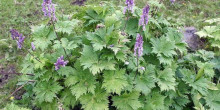 «Tornaré a collir plantes silvestres, però a la Vall d’Incles potser no»