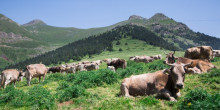 Els ramaders estudien demandar la Generalitat per la tuberculosi bovina