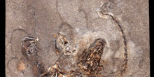 El Cenma revisarà la carta paleontològica de Patrimoni